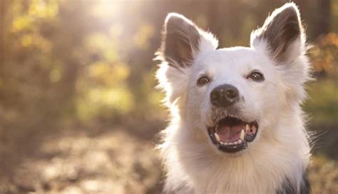 Freudentränen Glückliche Hunde Weinen Vor Freude Forschung And Lehre