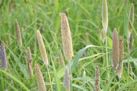 Kostenlose Foto Nat Rlich Gras Blume Grasfamilie Bl Hende Pflanze