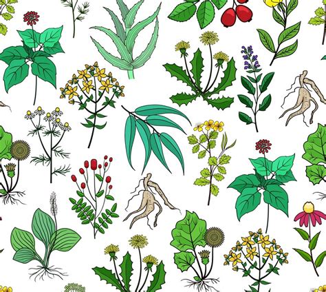 The 5 Most Powerful Medicinal Plants