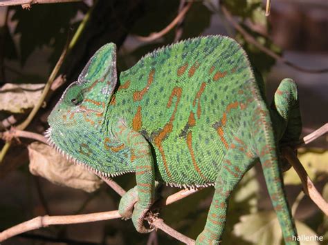 Veiled Chameleon Chameleon Forums