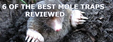 Top 6 Best Mole Traps For Catching And Removing Moles 2021