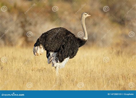 Ostrich Habitat