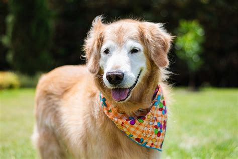 The Oldest Known Golden Retriever Turns 20 Years Old