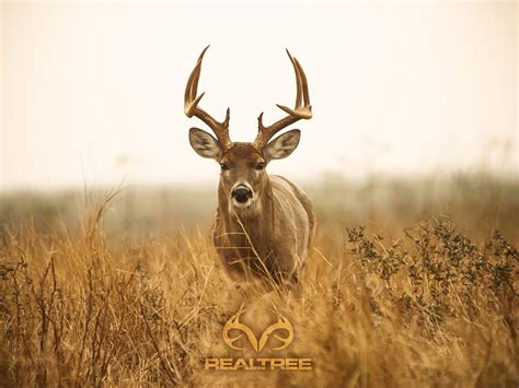 Free whitetail deer wallpapers and whitetail deer backgrounds for your computer desktop. Top Whitetail Deer Hd Wallpapers Wallpapers | Hunting ...