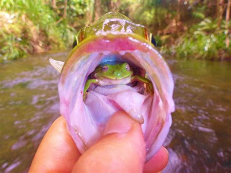 Fisherman Caught A Fish With A Frog In Its Mouth Rnatureismetal