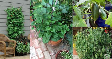17 Best Climbing And Vining Vegetables For Containers You
