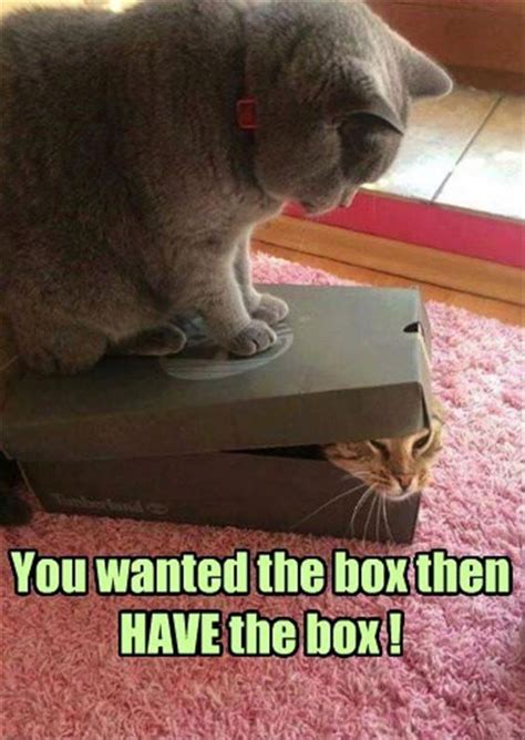 Funny cat memes and dog memes are common in pets, and people love to have them around. Wordless Wednesday Funny Cat Memes #WW - Moms Own Words