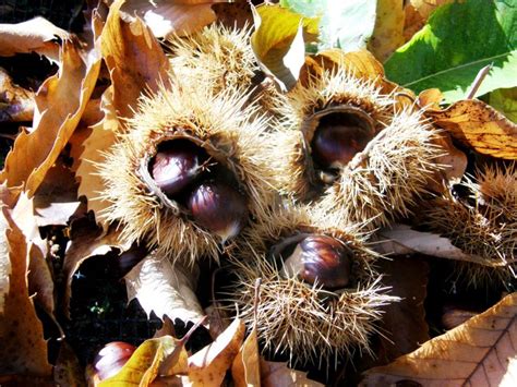 La Châtaigne Corse Corse Chataigne Fruit