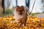 Pics Of Pomeranian Puppies : Bringing Your Pom Home The First Week With ...
