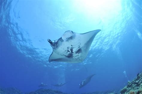 Free Images Underwater Stingray Coral Reef Maldives Manta Ray