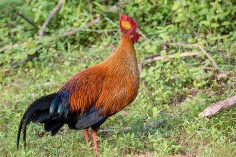 Sri Lankan Junglefowl Stock Image Image Of Feather Srilankan 82993359