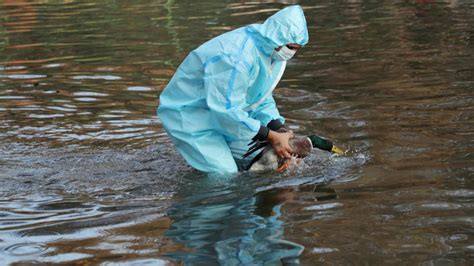 Bird Flu Spreads To Six Districts In Rajasthan Centre Takes Stock Hindustan Times