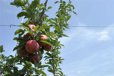 There's an old proverb that says, the best time to plant a tree was 20 years ago. Starkrimson Gala apple branches fixed to the wires for ...