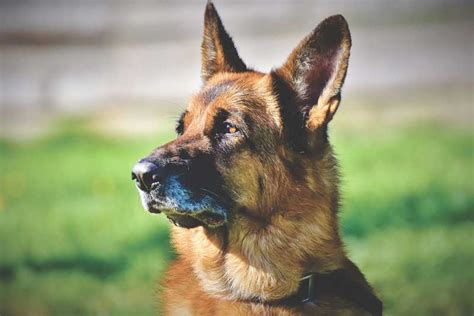 German Shepherd Sale Breed Information And Facts Marshalls Pet Zone