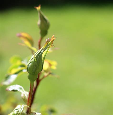 무료 이미지 자연 분기 꽃잎 꽃 무늬의 부시 봄 녹색 빨간 생기게 하다 식물학 정원 담홍색 플로라 야생화 원예 새싹 애인 매크로 사진 꽃