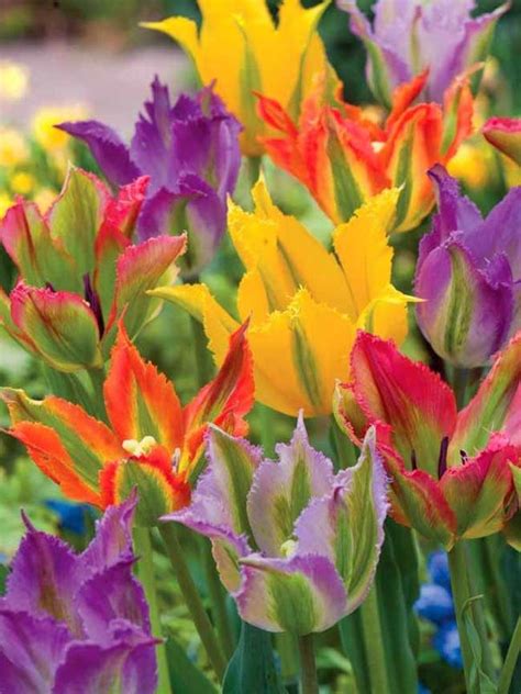 Tulip Extreme Viridiflora Mix Bluestone Perennials Spring Garden