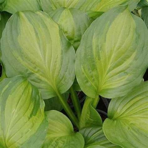 Hosta Adorable Buy Plantain Lily At Coolplants