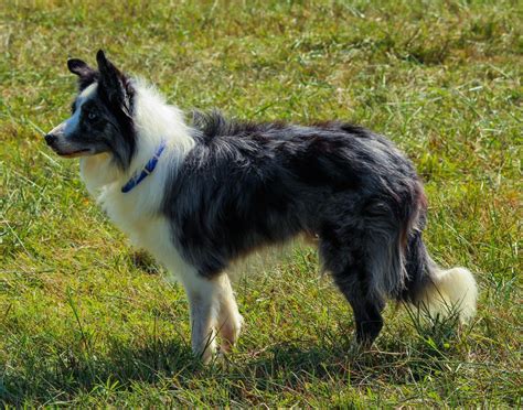 Free Images Working Grass Canine Border Collie Dog Breed Alert