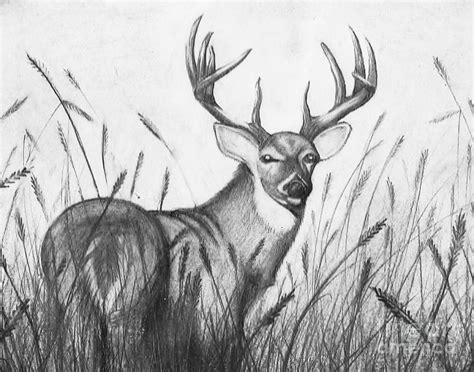 Autumn Buck Drawing By Jimmy Wood Pixels