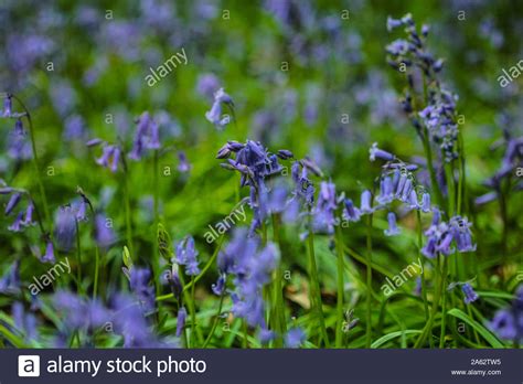 Bluebells In The Woods In Spring Stock Photo Alamy