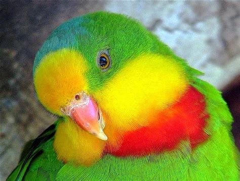 Gorgeous Rainbow Parrot Parrot Pet Birds Pretty Birds