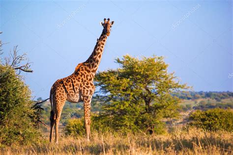 Giraffe On Savanna Safari In Serengeti Tanzania Africa — Stock Photo