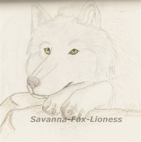 White Wolf Larka By Savanna Fox Lioness On Deviantart