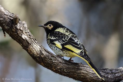 The Regent Honeyeater Is A Beautiful Bird In Big Trouble Australian