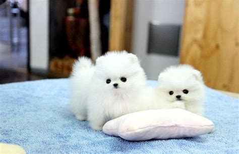 Pomeranian Puppies For Adoption For Sale In Brooklyn New York