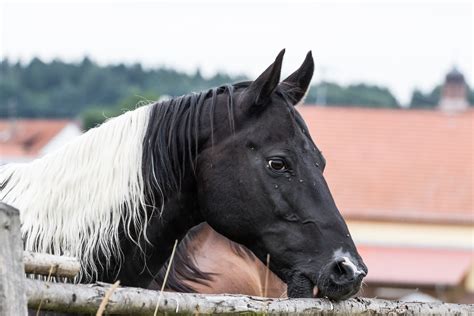 Belichtet pixum genau wie fotos in farbe in gewohnt hochwertiger qualität. Schwarz Weiß Foto & Bild | pferde, natur, pferd Bilder auf ...