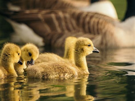Yellow Baby Ducks Swimming In Pond In Zoo · Free Stock Photo