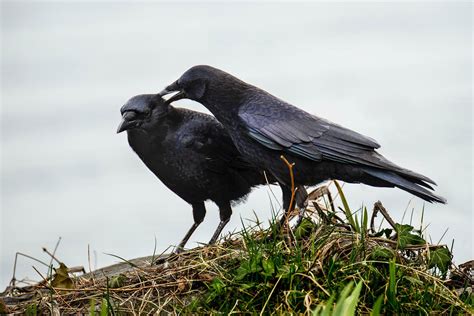 Crow Pairs Strengthen Their Bond Through Preening Audubon Traits Of A Narcissist Narcissistic