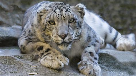 Snow Leopards Hunting Their Prey