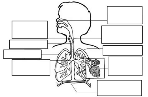 Completa Las Partes Del Sistema Respiratorio Incluye Una Breve