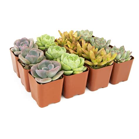 18+ Lowes Succulent Plants - PunyaPrerana