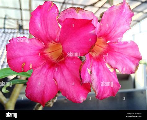 Pink Trumpet Flowers Hi Res Stock Photography And Images Alamy