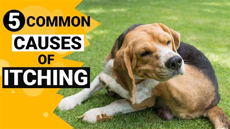 5 Reasons Why Your Dog Is Itching And Scratching So Much Shorts Youtube