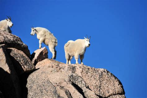 Mountain Goat Climbing Stock Photos Pictures And Royalty Free Images