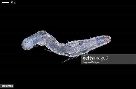 Polychaete Worms Photos Et Images De Collection Getty Images