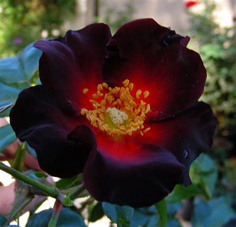 A Rare Rose It S Alive Look It Breaths From The Center And Has A