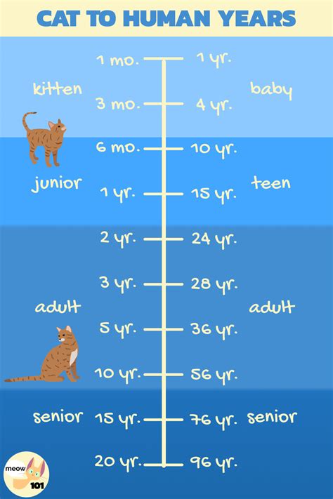 Cat Years To Human Years Chart Cat Years Cat Ages Cat Weight Chart
