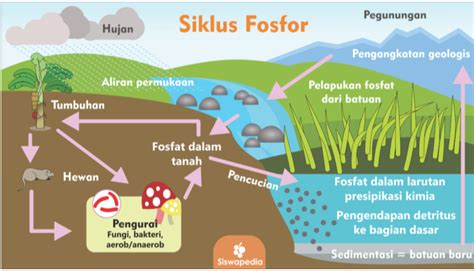 Penjelasan Skema Siklus Daur Fosfor Beberapa Siklus Daur Fosfor Yang Bergerak Melalui Tanah Air