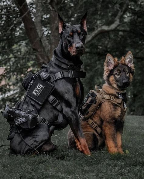 K9 Unit Doberman Pinscher Dog Military Dogs Dogs