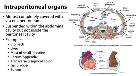 Abdominal Wall Peritoneum And Intestines Lo Intra Retro Sub
