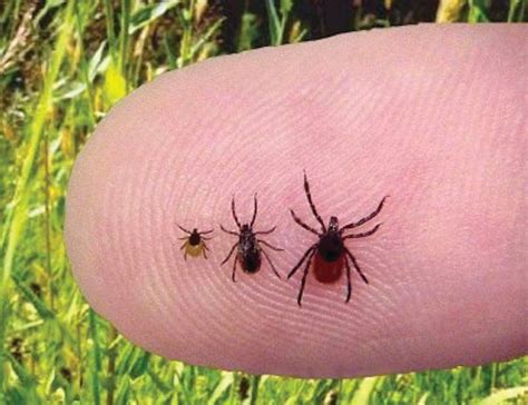 CDC warns babesiosis disease on the rise in parts of US  Th?id=OIP