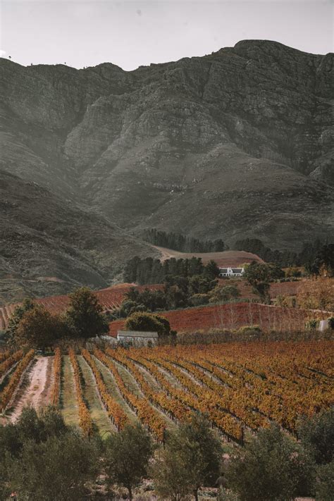 The Best Wineries In South Africas Cape Winelands World Of Wanderlust