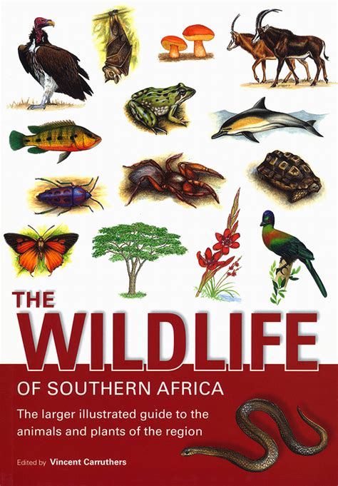 The Wildlife Southern Africa Larger Illustrated Guide Animals Plants