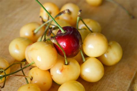 Double Cherry Twist Tree 2 Varieties Of Cherries Growing On 1 Tree Online Orchards