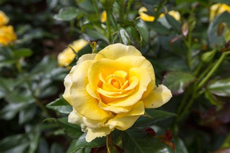 Free Download Hd Wallpaper Plants Borders Wisley Garden Roses