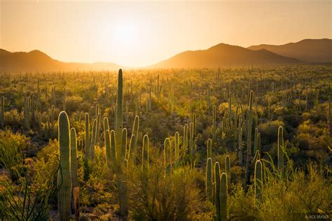 Saguaro Nationalpark Arizona